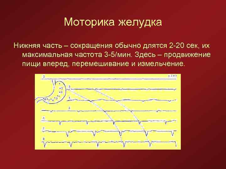 Моторика желудка Нижняя часть – сокращения обычно длятся 2 -20 сек, их максимальная частота