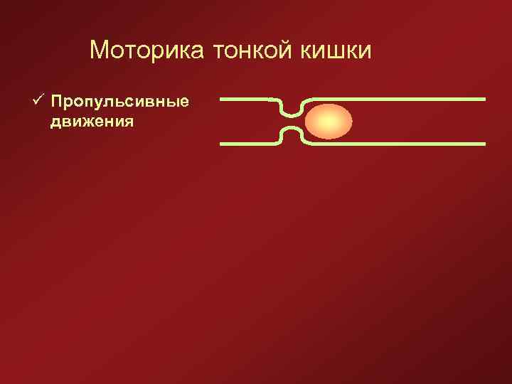 Моторика тонкой кишки ü Пропульсивные движения 