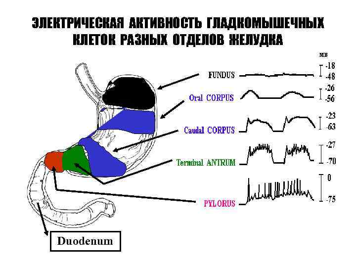ЭЛЕКТРИЧЕСКАЯ АКТИВНОСТЬ ГЛАДКОМЫШЕЧНЫХ КЛЕТОК РАЗНЫХ ОТДЕЛОВ ЖЕЛУДКА Duodenum 