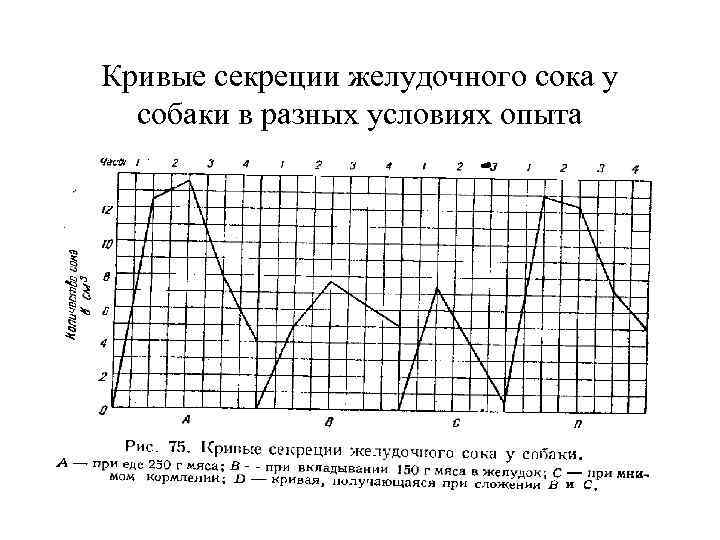 Кривые секреции желудочного сока у собаки в разных условиях опыта 