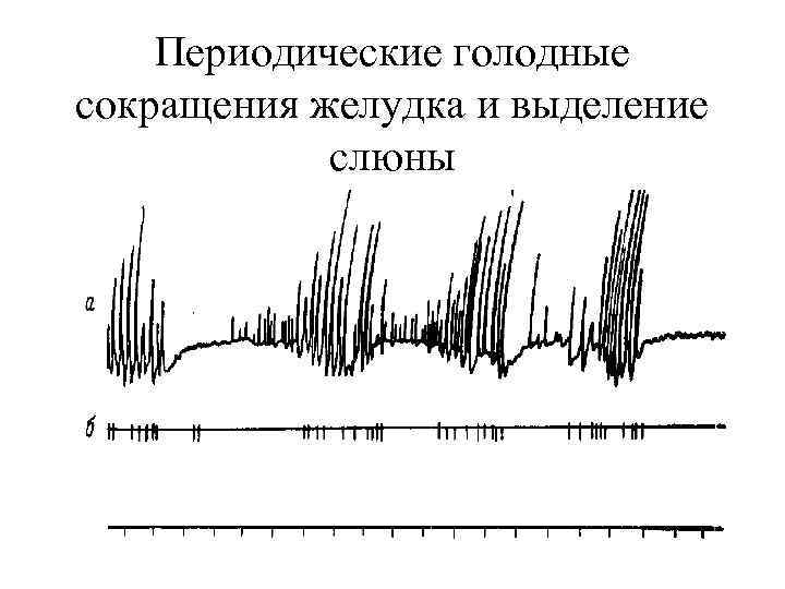 Периодические голодные сокращения желудка и выделение слюны 
