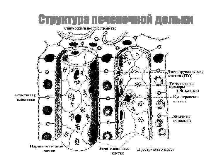 Структура печеночной дольки 