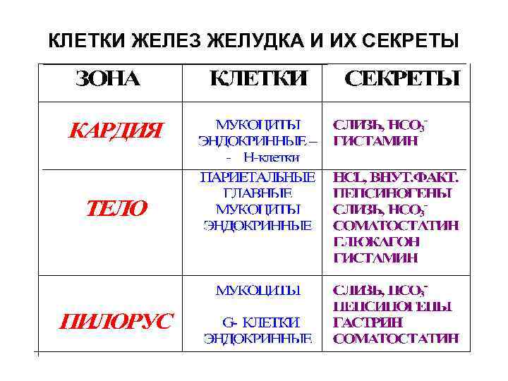 КЛЕТКИ ЖЕЛЕЗ ЖЕЛУДКА И ИХ СЕКРЕТЫ 
