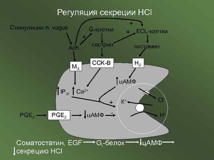 Регуляция секреции HCl G-клетки гастрин гистамин CCK-B Стимуляция n. vagus + + ECL-клетки H