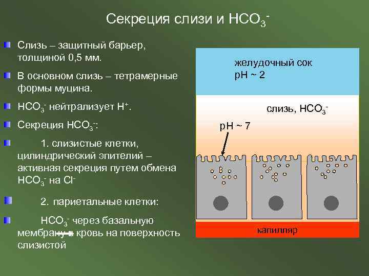 Секреция слизи и НСО 3 Слизь – защитный барьер, толщиной 0, 5 мм. В