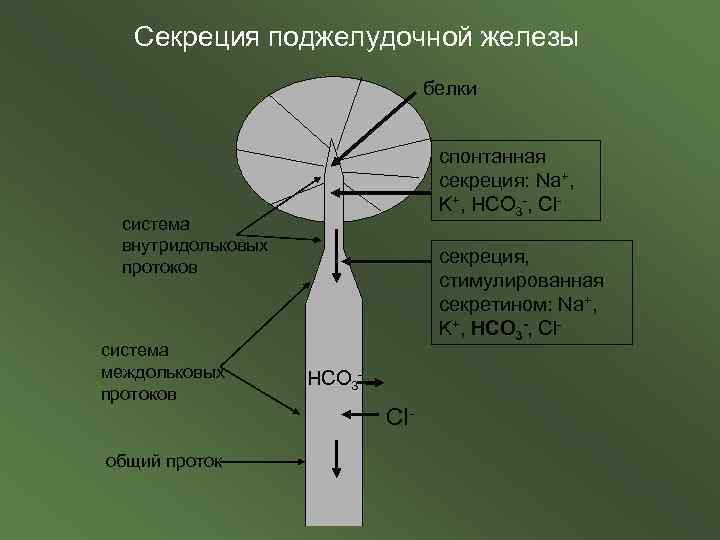 Секреция поджелудочной железы белки спонтанная секреция: Na+, K+, HCO 3 -, Cl- система внутридольковых