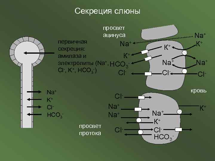 Секреция слюны просвет ацинуса первичная Na+ секреция: амилаза и К+ электролиты (Na+, НСО 3