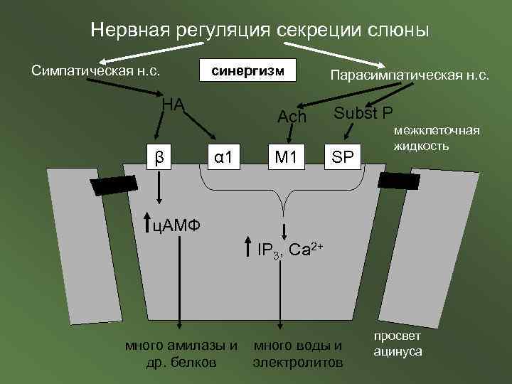 Нервная регуляция секреции слюны Симпатическая н. с. синергизм НА β Парасимпатическая н. с. Ach