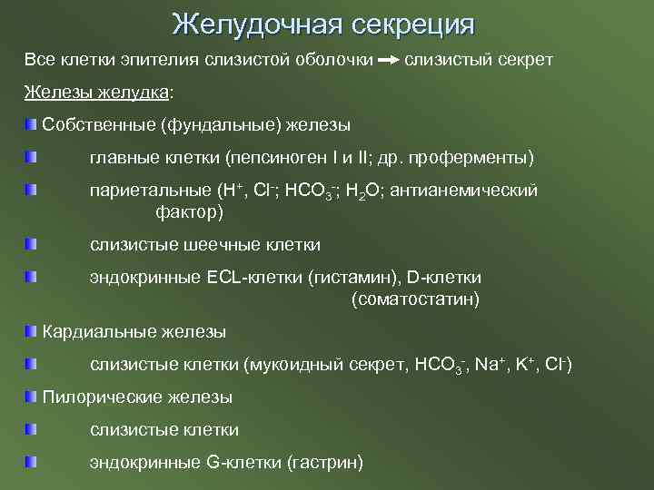 Желудочная секреция Все клетки эпителия слизистой оболочки слизистый секрет Железы желудка: Собственные (фундальные) железы