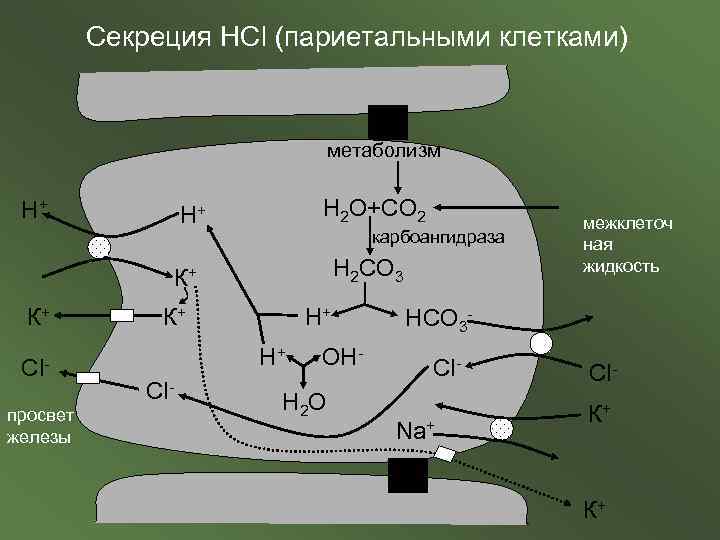 Секреция HCl (париетальными клетками) метаболизм Н+ Н 2 О+СО 2 Н+ карбоангидраза Н 2