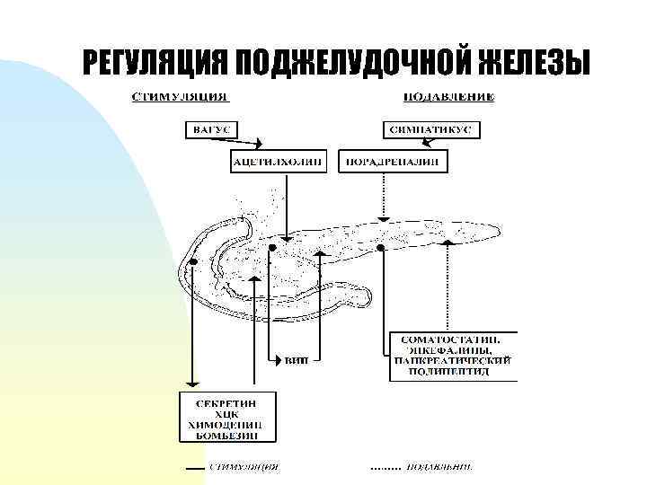 РЕГУЛЯЦИЯ ПОДЖЕЛУДОЧНОЙ ЖЕЛЕЗЫ 