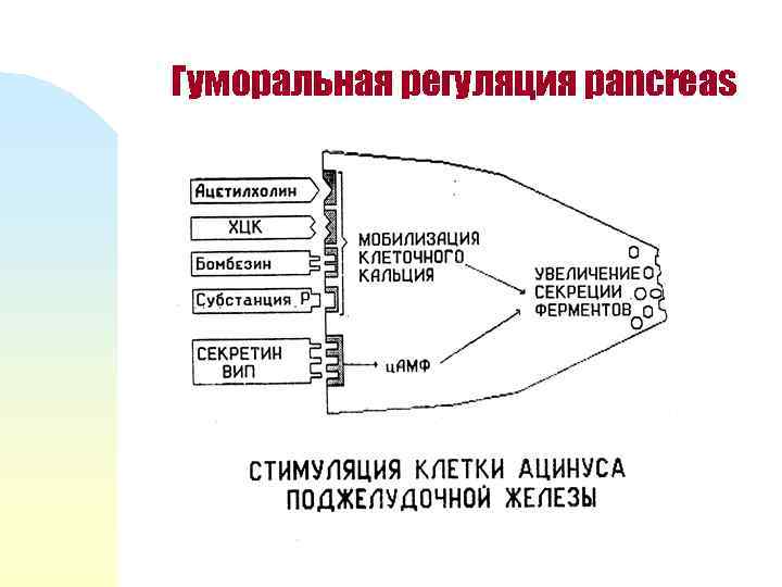 Гуморальная регуляция pancreas 