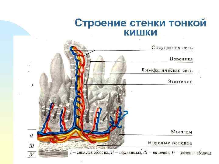 Строение стенки тонкой кишки с 