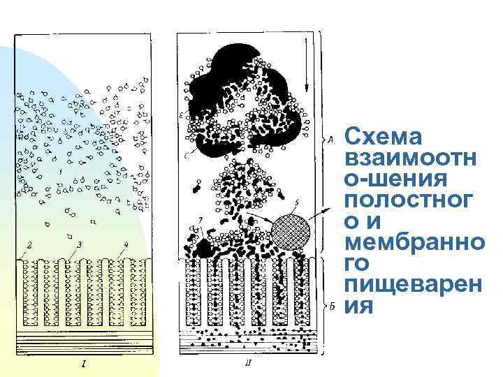 Схема взаимоотн о-шения полостног ои мембранно го пищеварен ия 