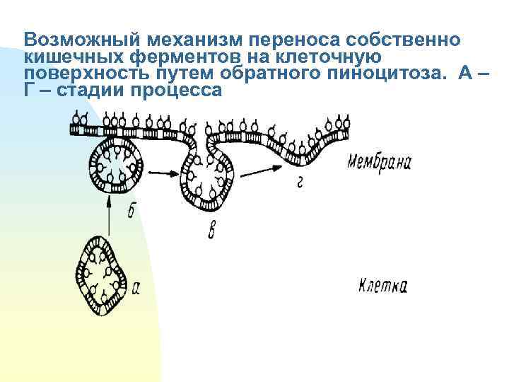 Возможный механизм переноса собственно кишечных ферментов на клеточную поверхность путем обратного пиноцитоза. А –