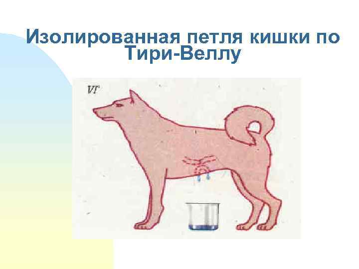 Изолированная петля кишки по Тири-Веллу 