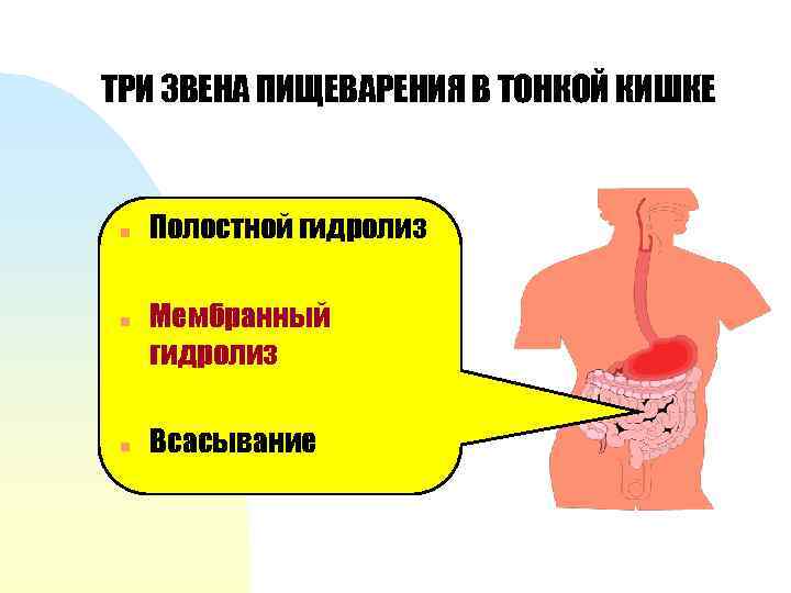 ТРИ ЗВЕНА ПИЩЕВАРЕНИЯ В ТОНКОЙ КИШКЕ n n n Полостной гидролиз Мембранный гидролиз Всасывание