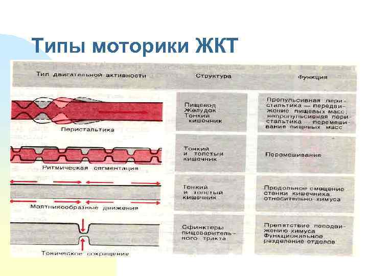 Типы моторики ЖКТ 