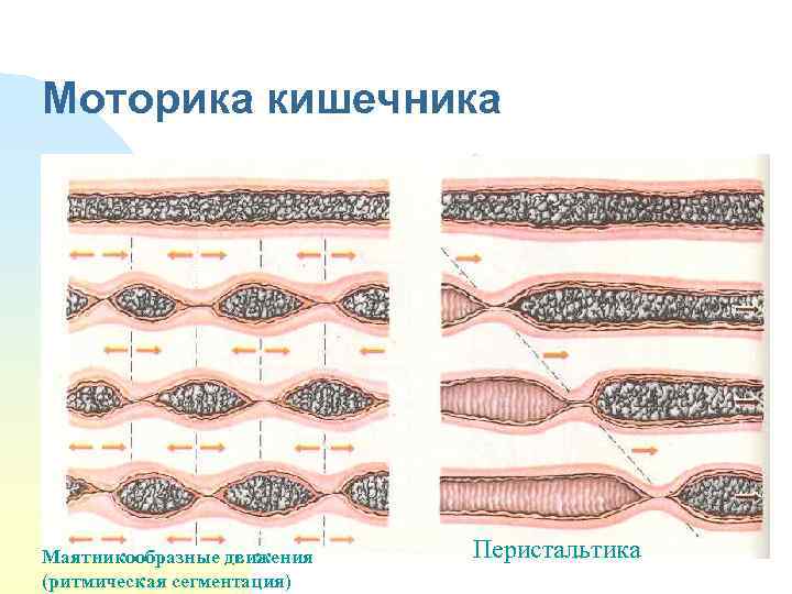 Моторика кишечника Маятникообразные движения (ритмическая сегментация) Перистальтика 