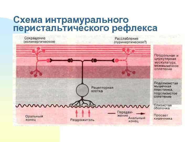 Схема интрамурального перистальтического рефлекса 