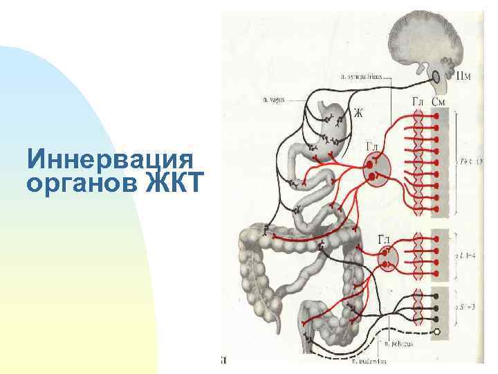 Иннервация органов ЖКТ 