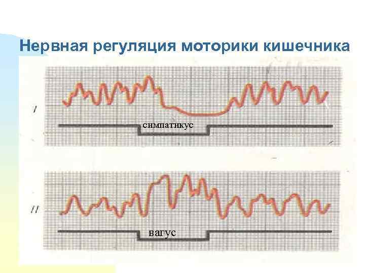 Нервная регуляция моторики кишечника симпатикус вагус 