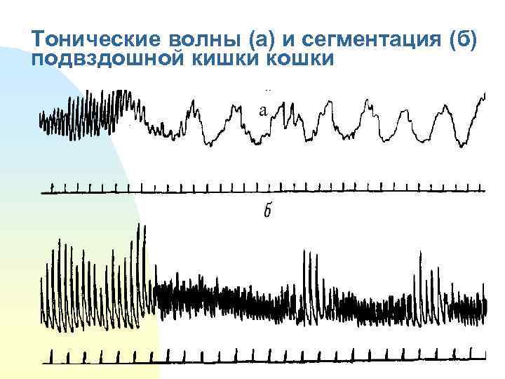 Тонические волны (а) и сегментация (б) подвздошной кишки кошки а 