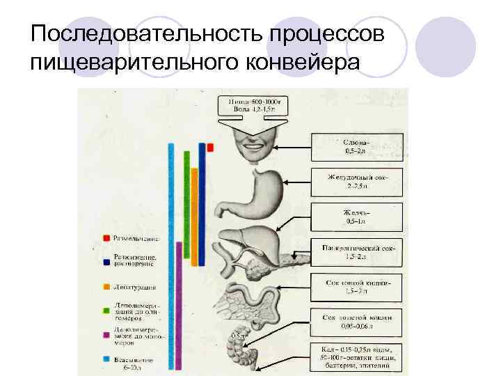 Последовательность процессов пищеварительного конвейера 