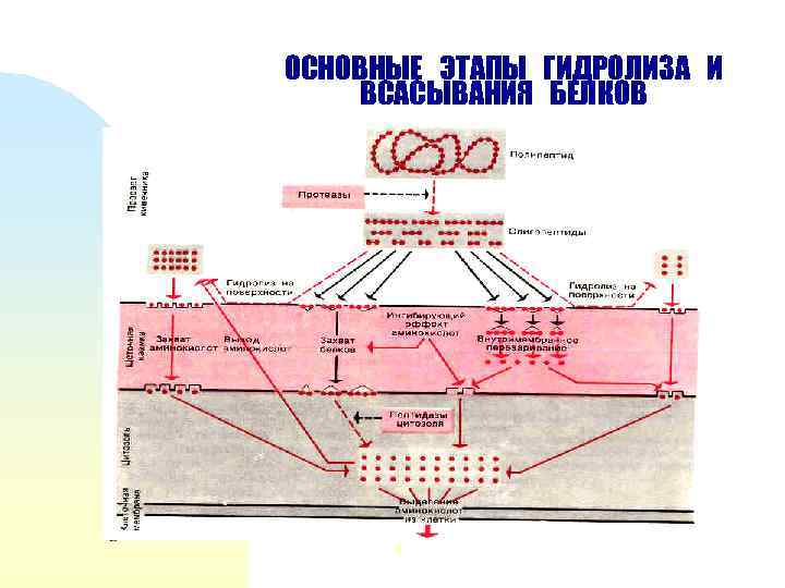 ОСНОВНЫЕ ЭТАПЫ ГИДРОЛИЗА И ВСАСЫВАНИЯ БЕЛКОВ 