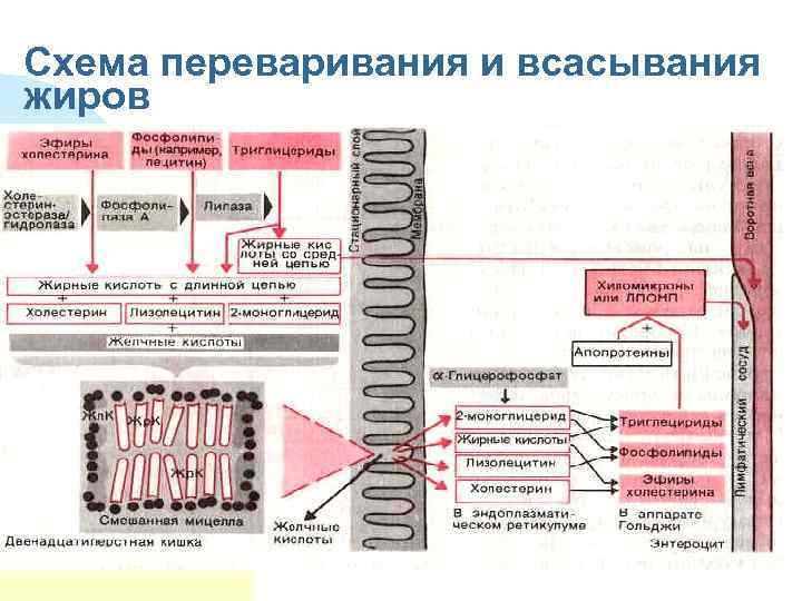 Схема переваривания и всасывания жиров 