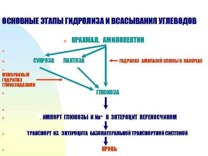 ОСНОВНЫЕ ЭТАПЫ ГИДРОЛИЗА И ВСАСЫВАНИЯ УГЛЕВОДОВ n КРАХМАЛ, АМИЛОПЕКТИН n n СУКРОЗА ЛАКТОЗА ГИДРОЛИЗ