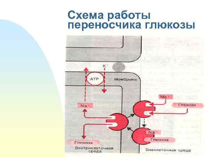 Схема работы переносчика глюкозы 