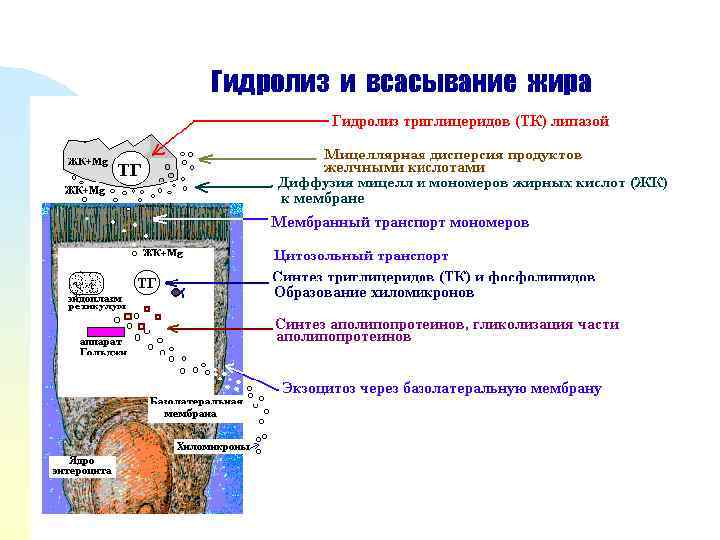 Гидролиз и всасывание жира 