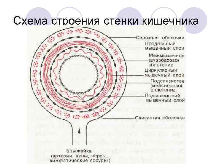 Схема строения стенки кишечника 