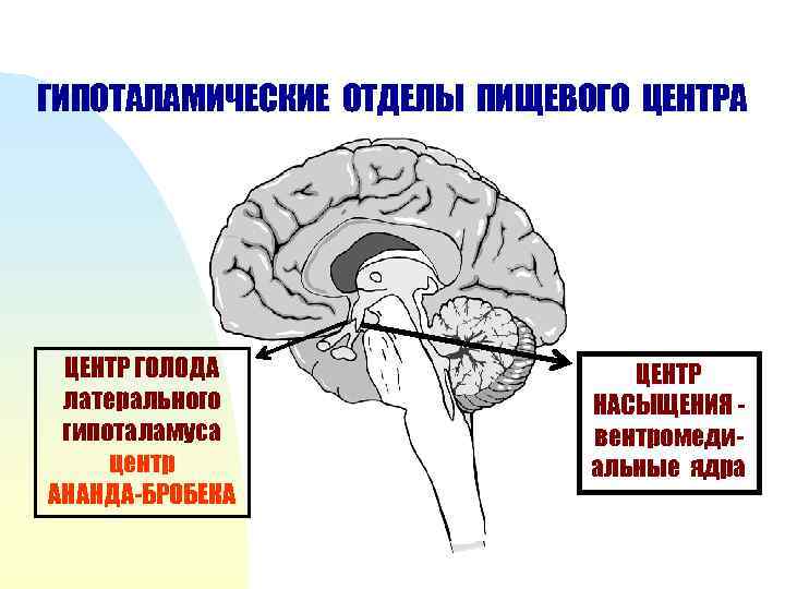 ГИПОТАЛАМИЧЕСКИЕ ОТДЕЛЫ ПИЩЕВОГО ЦЕНТРА ЦЕНТР ГОЛОДА латерального гипоталамуса центр АНАНДА-БРОБЕКА ЦЕНТР НАСЫЩЕНИЯ вентромедиальные ядра