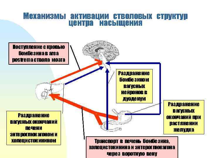 Механизмы активации стволовых структур центра насыщения Поступление с кровью бомбезина в area postrema ствола