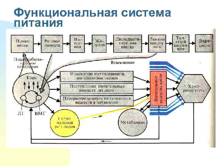 Функциональная система питания 