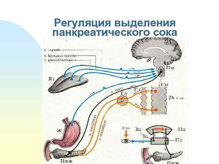 Регуляция выделения панкреатического сока 