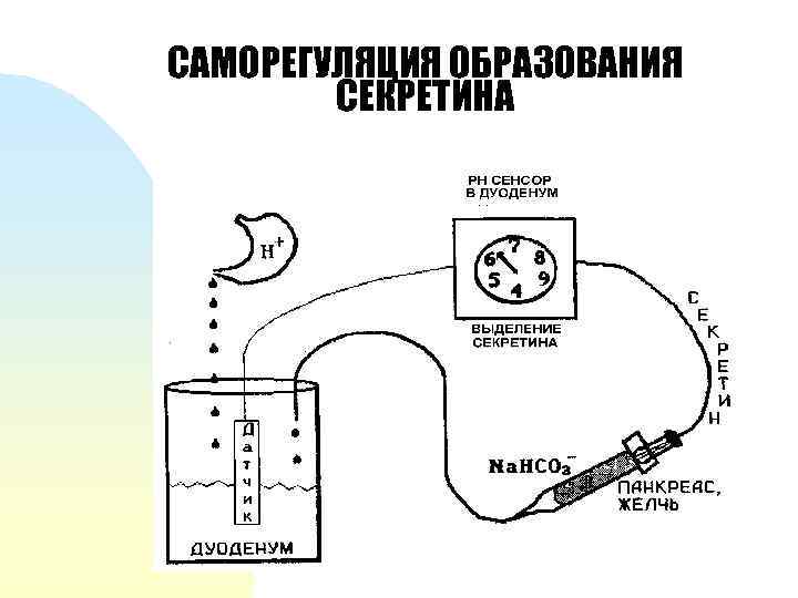 САМОРЕГУЛЯЦИЯ ОБРАЗОВАНИЯ СЕКРЕТИНА 