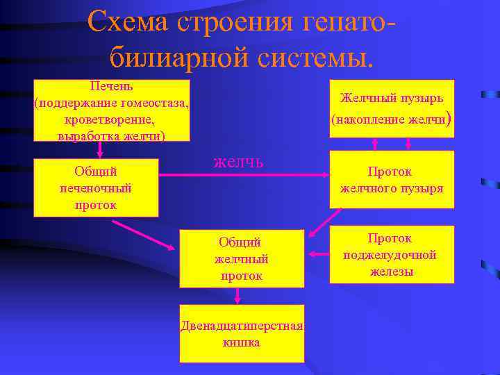 Схема строения гепатобилиарной системы. Печень (поддержание гомеостаза, кроветворение, выработка желчи) Общий печеночный проток Желчный