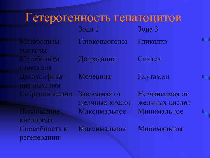 Гетерогенность гепатоцитов 