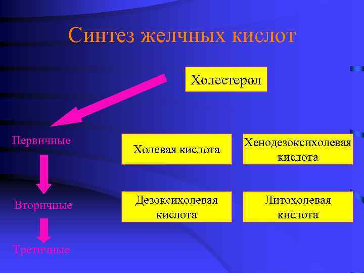 Синтез желчных кислот Холестерол Первичные Вторичные Третичные Холевая кислота Хенодезоксихолевая кислота Дезоксихолевая кислота Литохолевая