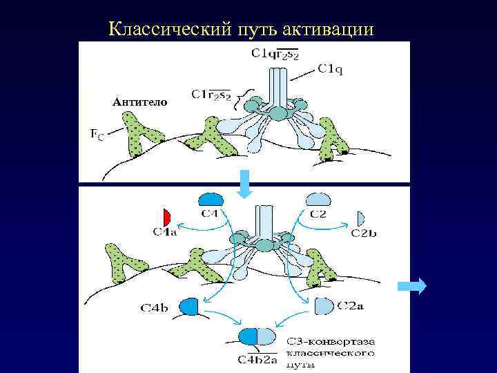 Классический путь активации Антитело 