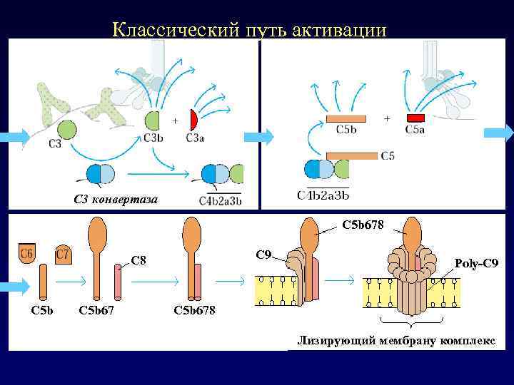 Классический путь активации C 3 конвертаза C 5 b 678 C 9 С 8