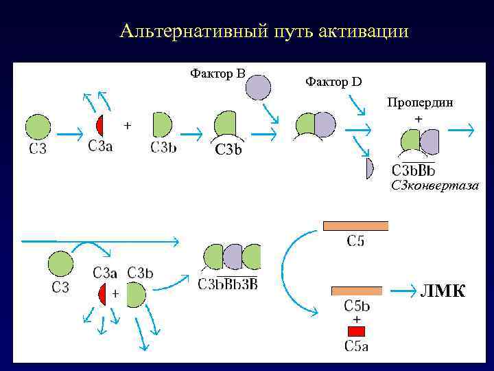 Альтернативный путь активации Фактор В Фактор D Пропердин C 3 b C 3 конвертаза