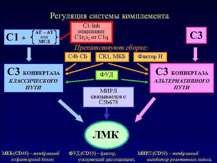 Почему комплементсхема Регуляция системы комплемента Общая не уничтожает клетки C 1 -Inh организма-хозяина? C