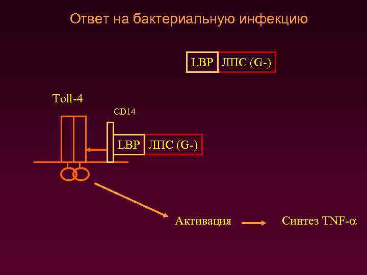 Ответ на бактериальную инфекцию LBP ЛПС (G-) Toll-4 CD 14 LBP ЛПС (G-) Активация