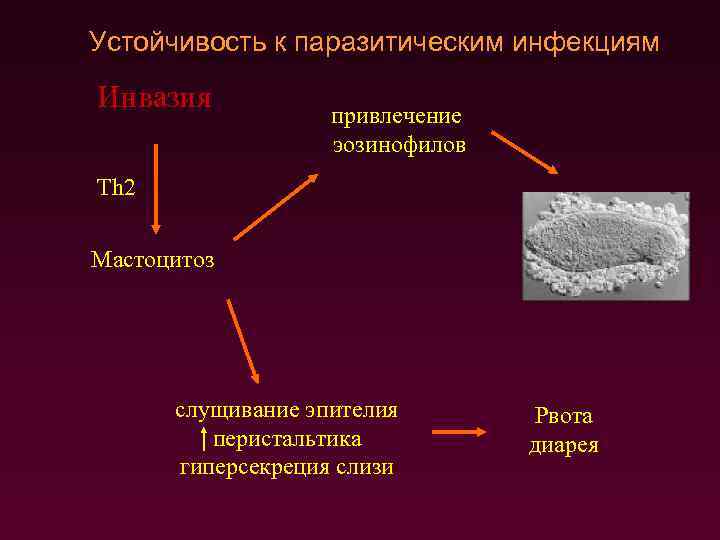 Устойчивость к паразитическим инфекциям Инвазия привлечение эозинофилов Th 2 Мастоцитоз слущивание эпителия перистальтика гиперсекреция