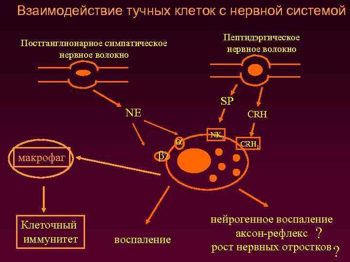 Взаимодействие тучных клеток с нервной системой Пептидэргическое нервное волокно Постганглионарное симпатическое нервное волокно SP