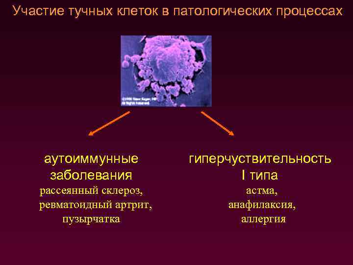 Участие тучных клеток в патологических процессах аутоиммунные заболевания рассеянный склероз, ревматоидный артрит, пузырчатка гиперчуствительность